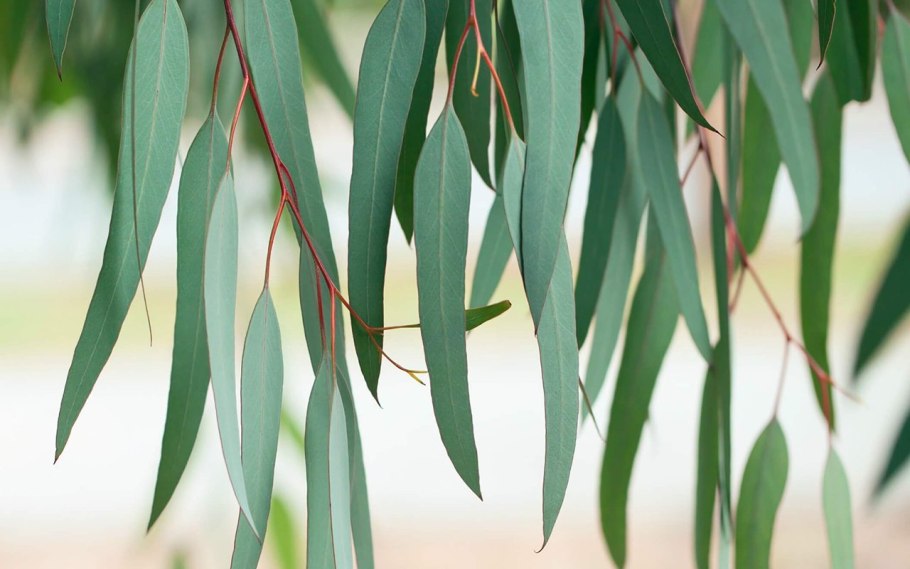 7. Eucalyptus and Wattle are the typical vegetation.