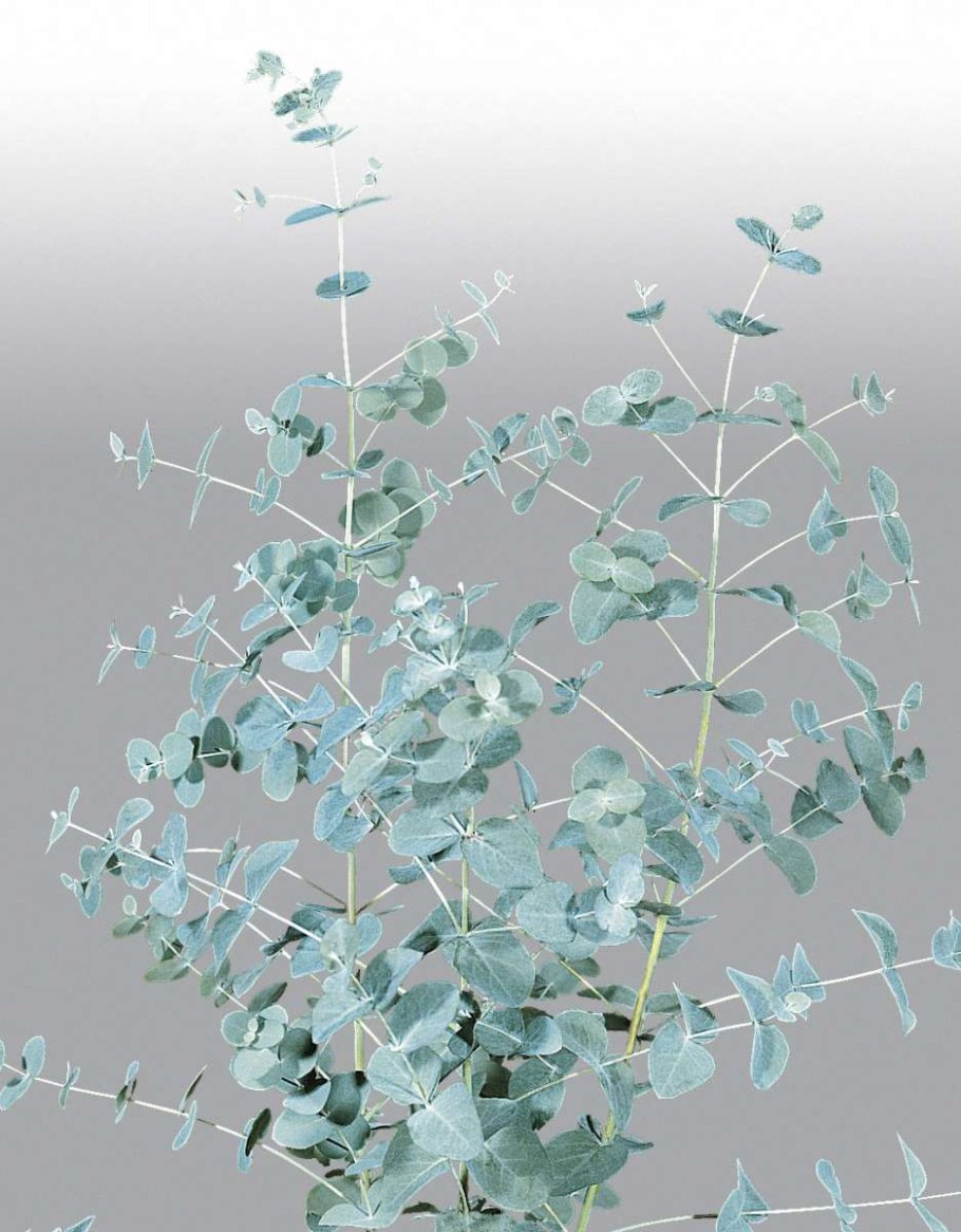 Эвкалипт иволистный