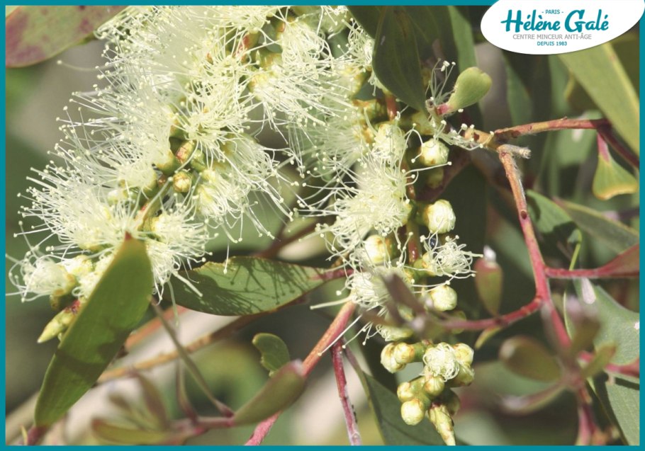 Зелень эвкалипт Популус