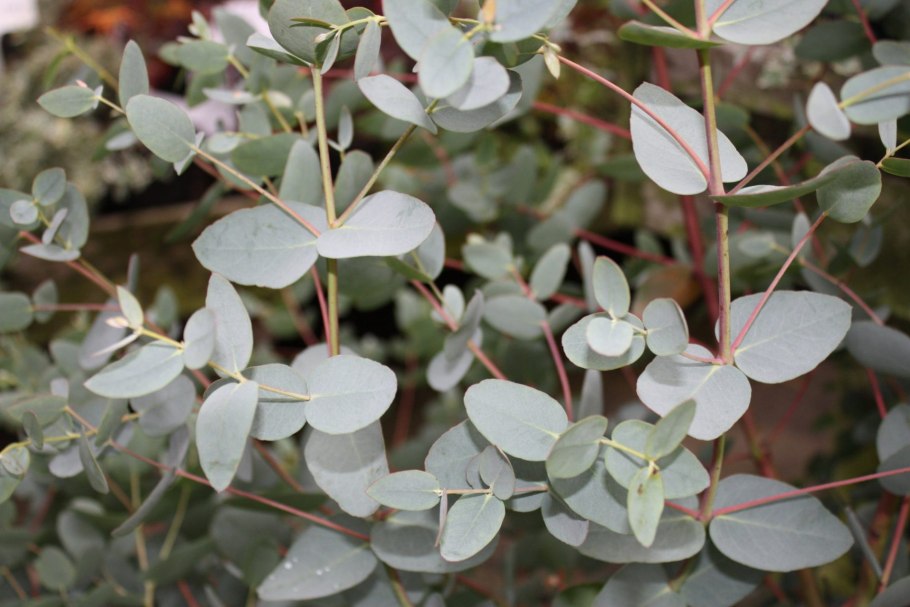 Eucalyptus citriodora Hook
