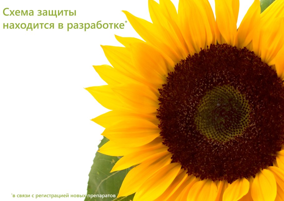 Подсолнечник Римисол