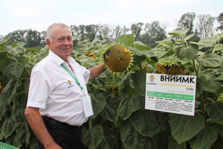 Суберик гибрид подсолнечника характеристика