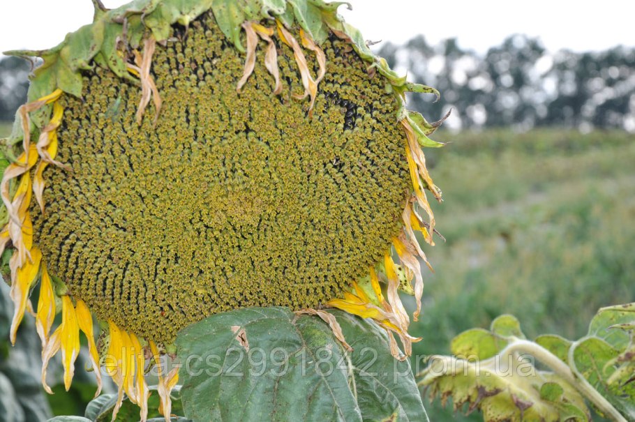 Семена подсолнечника Пионер под Евролайтинг