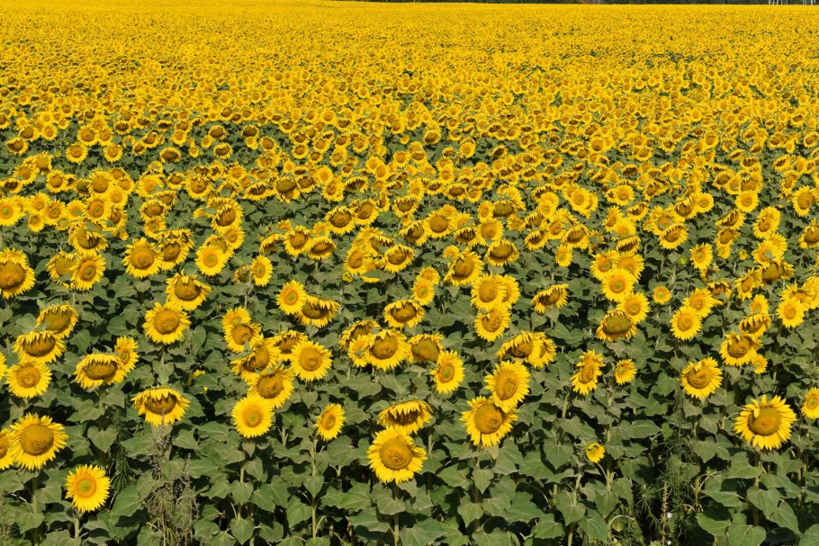 Гибрид подсолнечника и топинамбура