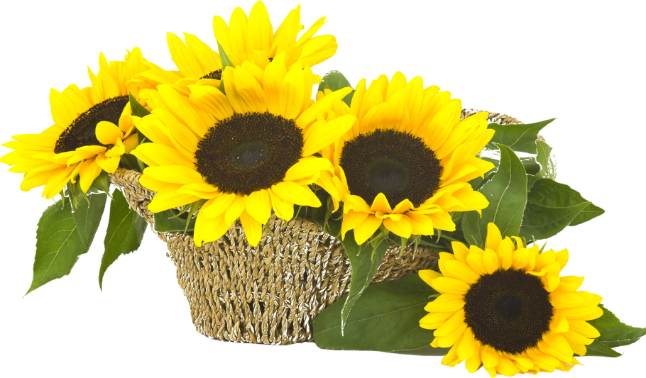 Ромашки и Подсолнухи поле