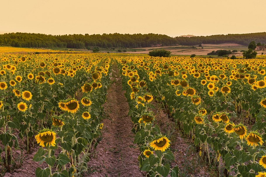 Цветы и солнце