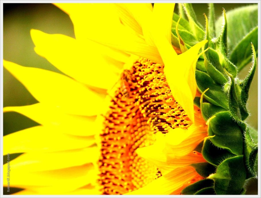 Поле созревшего подсолнечника