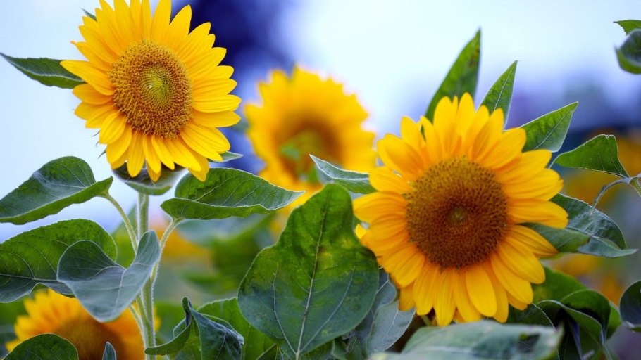 Подсолнечник Растениеводство