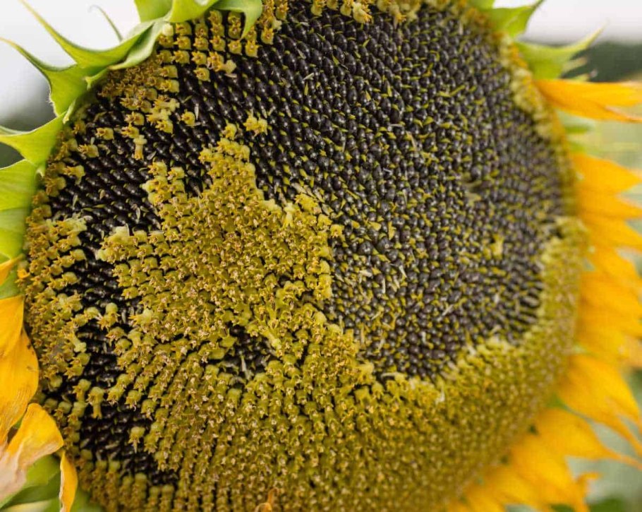 Семечки реклама