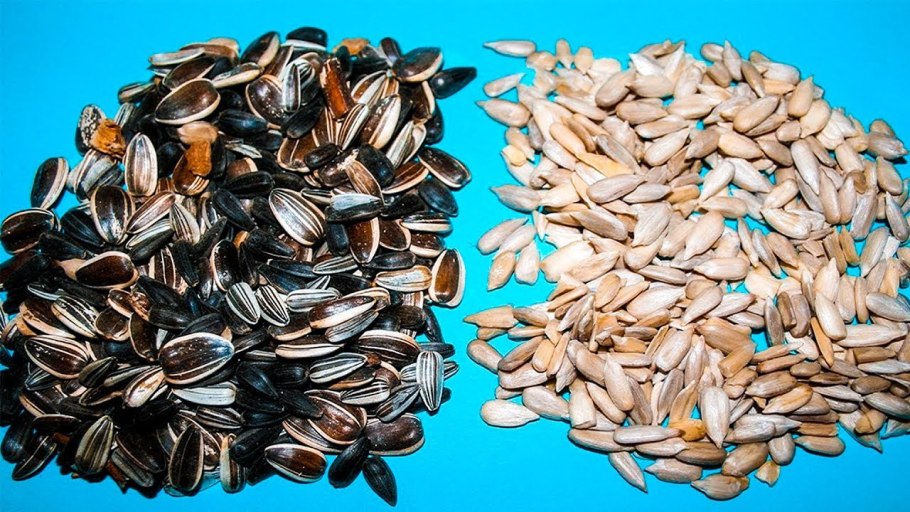 Цветы Подсолнухи