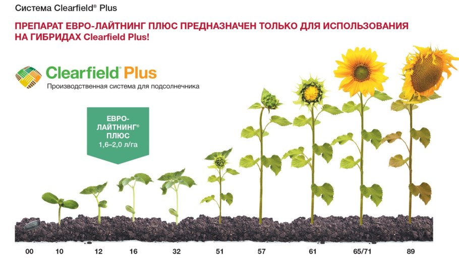 Подсолнечник дек. Осенняя красавица