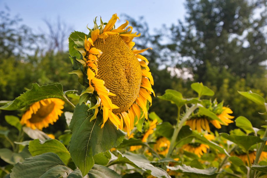Урожай подсолнухов