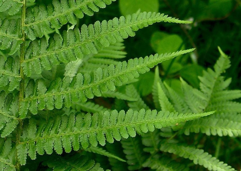Dryopteris filix-mas