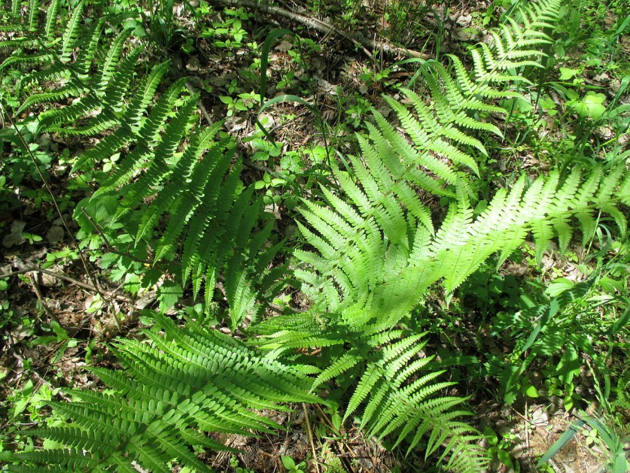 Щитовник мужской dryopteris filix-mas