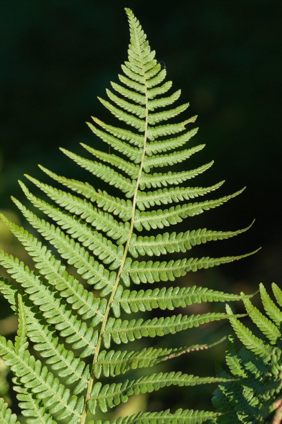 Щитовник родственный dryopteris affinis