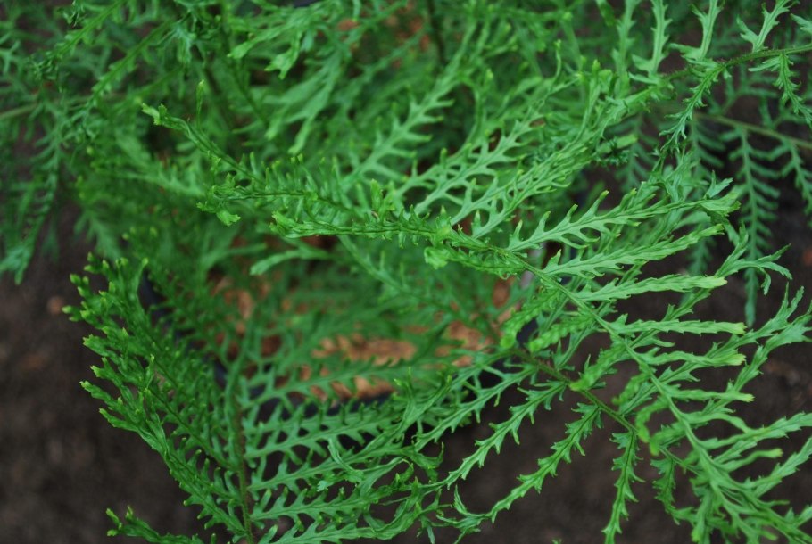 Щитовник родственный dryopteris affinis