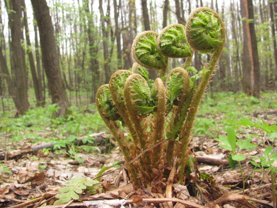 Папоротник Щитовник растение