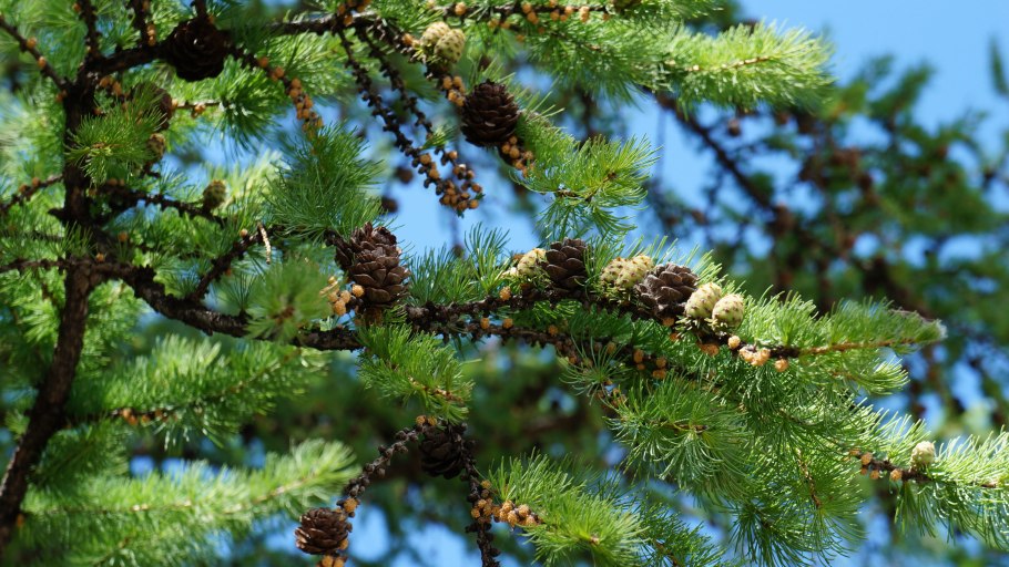 Пихта Сибирская шишки