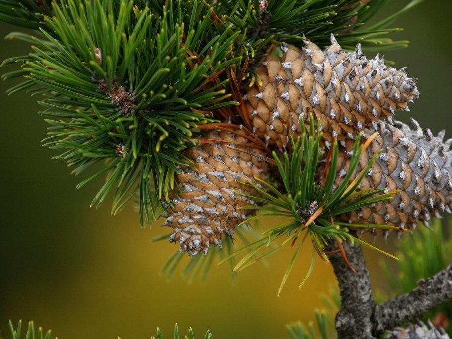 Ель Белобок шишки