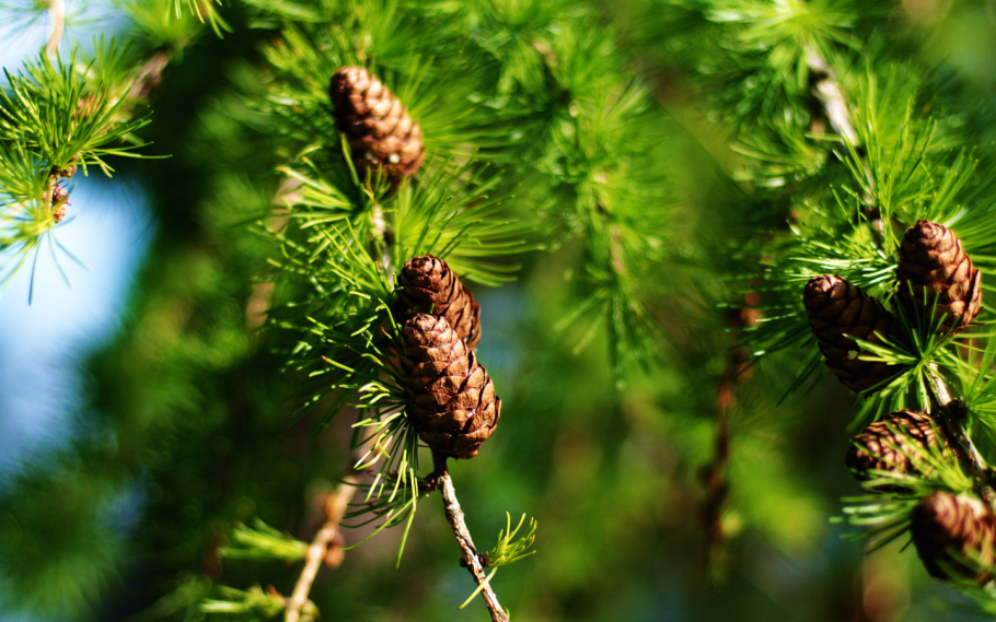 Шишки еловые сосновые кедровые