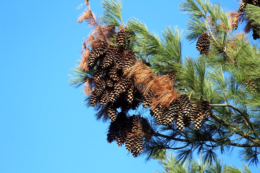 Пихта ветка с шишкой