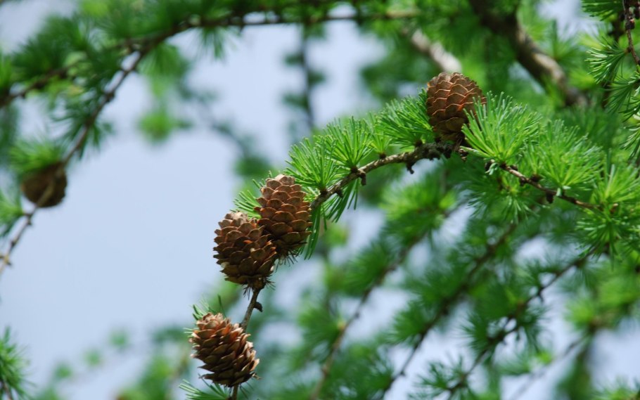 Ель Сибирская хвоинки