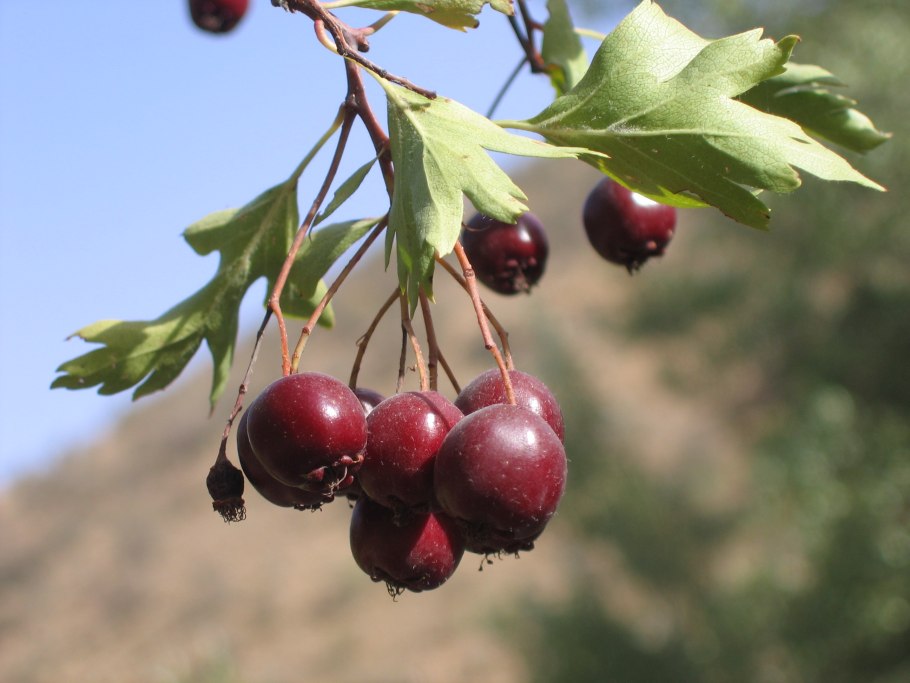 Боярышник кроваво-красный, Сибирский Crataegus sanguinea