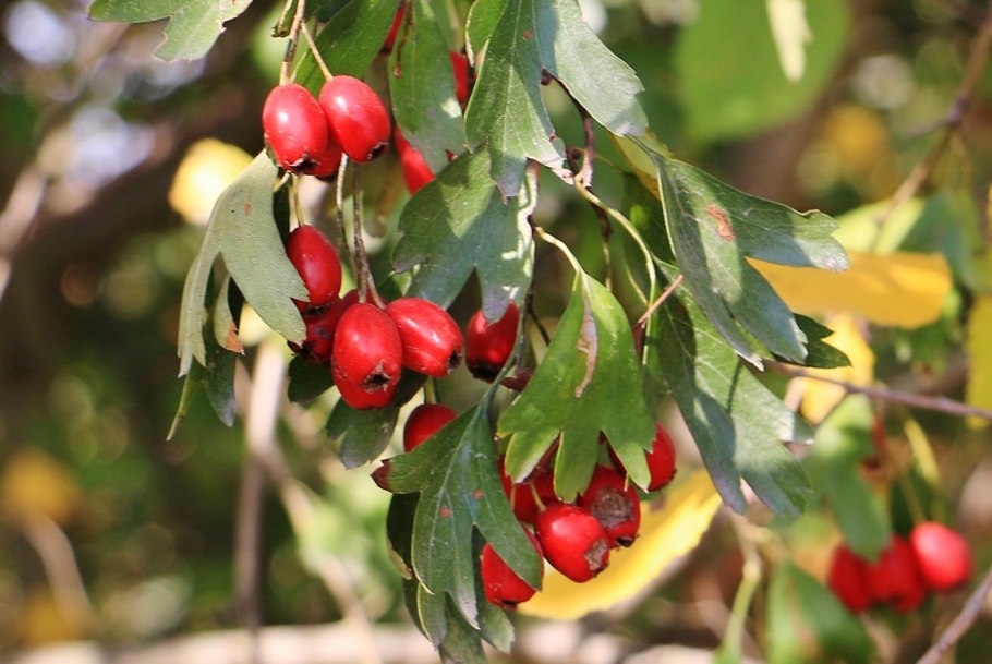 Боярышник Дугласа Crataegus