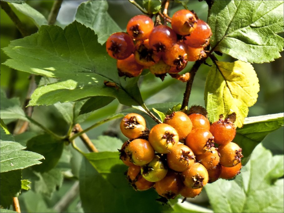 Боярышник Сибирский Crataegus sanguinea