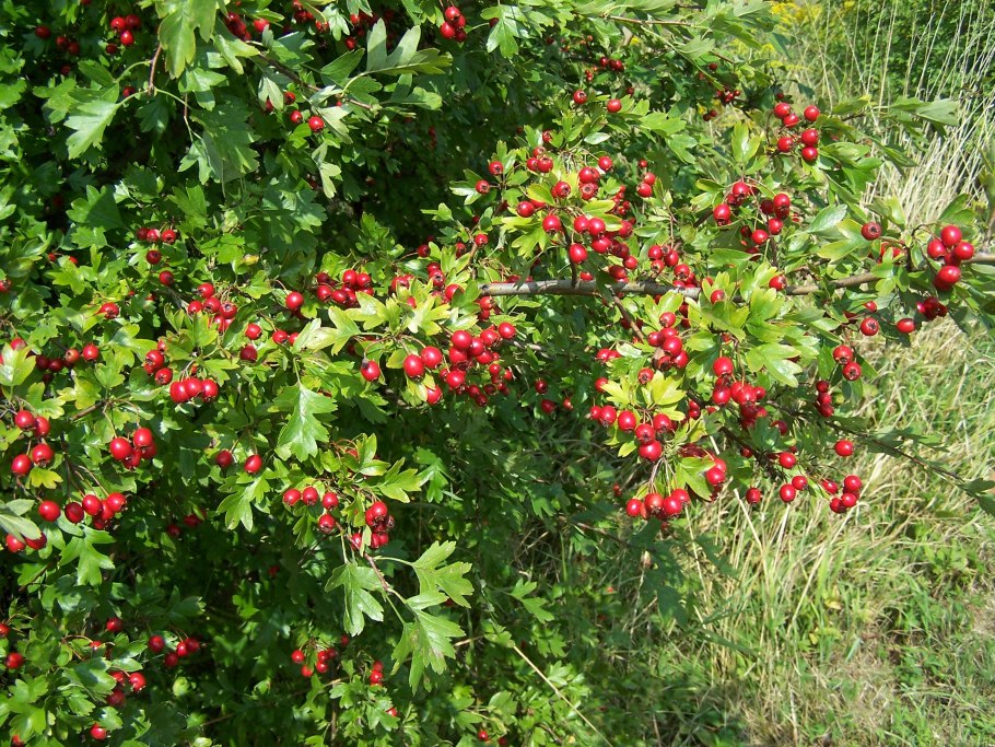 Рябина промежуточная Sorbus Intermedia