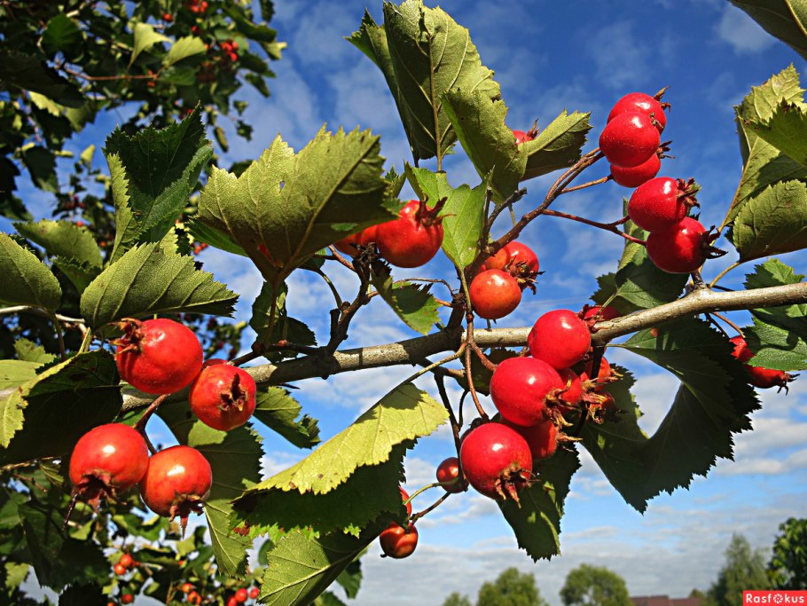 Боярышник однопестичный Crataegus monogyna Jacq.