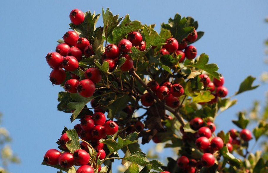Кратегус боярышник