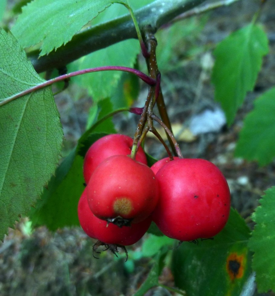 Боярышник однопестичный (Crataegus monogyna)