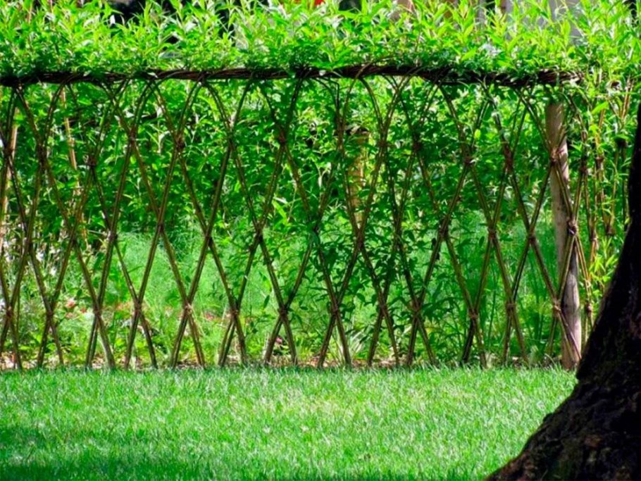 Боярышник обыкновенный крупноплодный