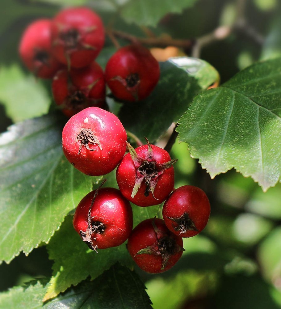 Кратегус боярышник