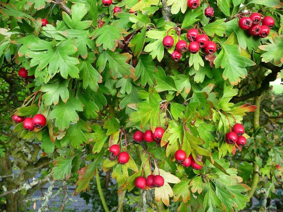 Боярышник зеленомясый (Crataegus chlorosarca)