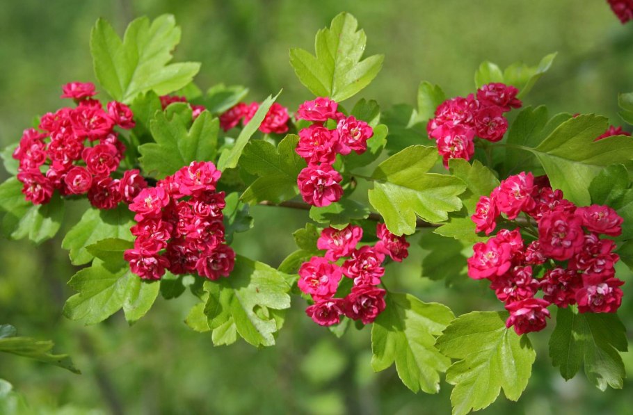 Боярышник (Crataegus)