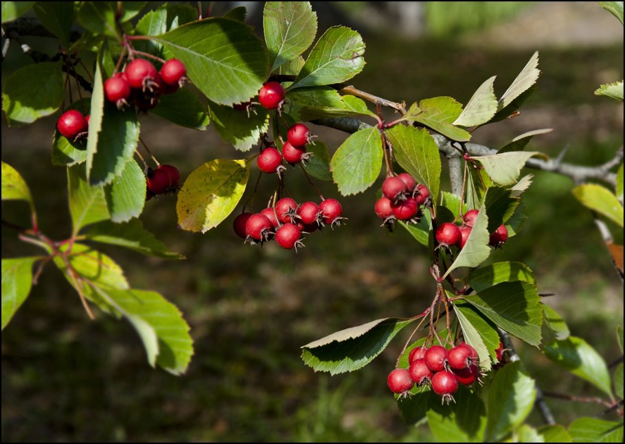 Боярышник Даурский
