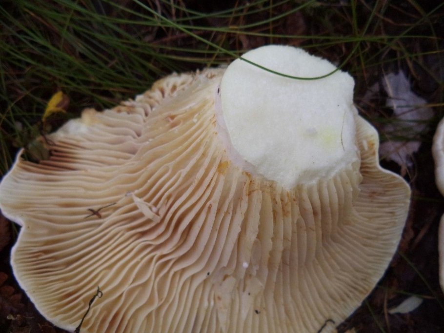 Млечник щитовидный