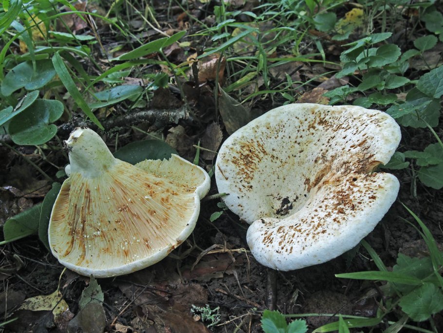 Млечник бертиллона