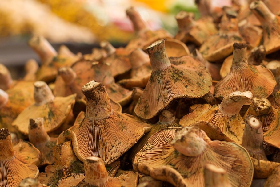 Болотная Белянка гриб