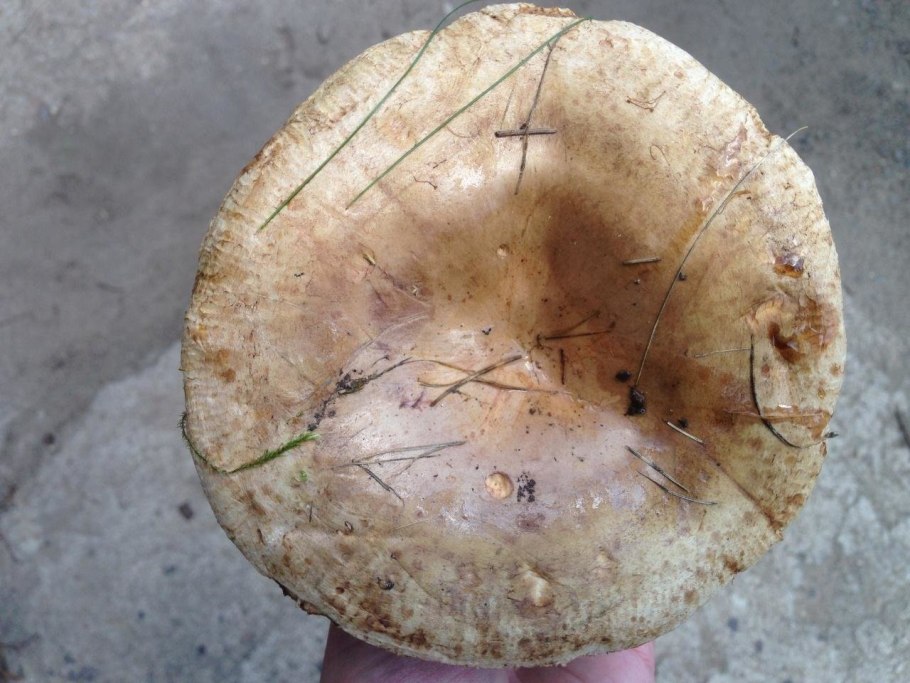 Скрипица Lactarius vellereus.