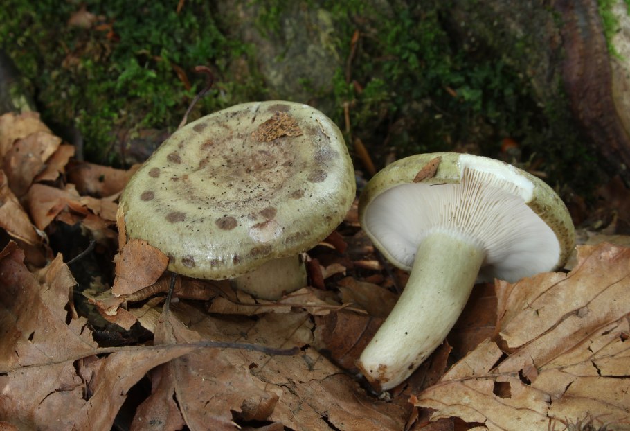 Млечный груздь