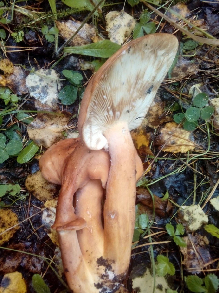 Груздь водянистозоновый (Lactarius aquizonatus)