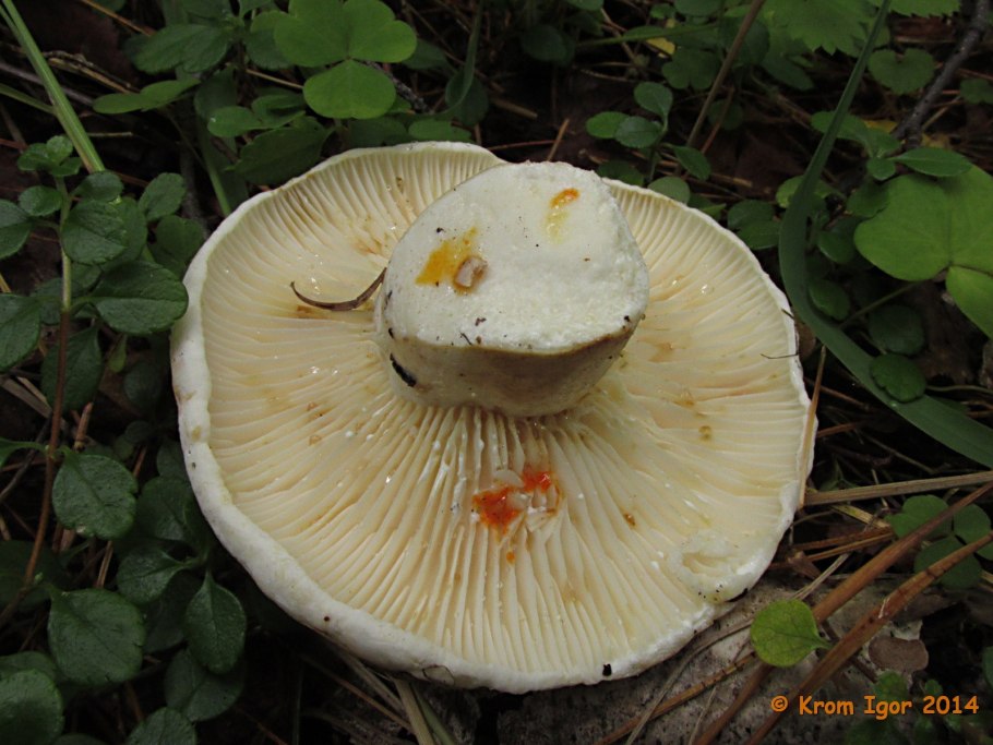 Млечник Бертиллона Lactarius bertillonii