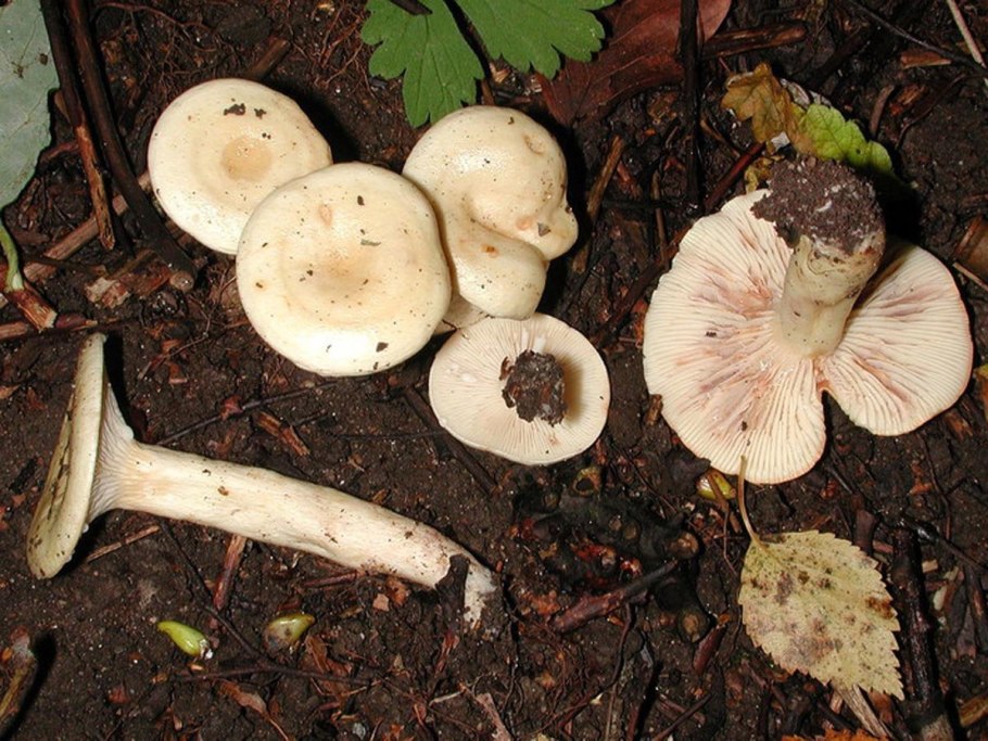 Гриб млечник белый