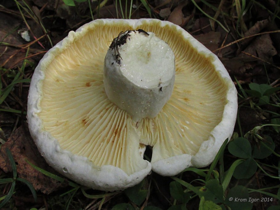 Скрипица Lactarius vellereus.
