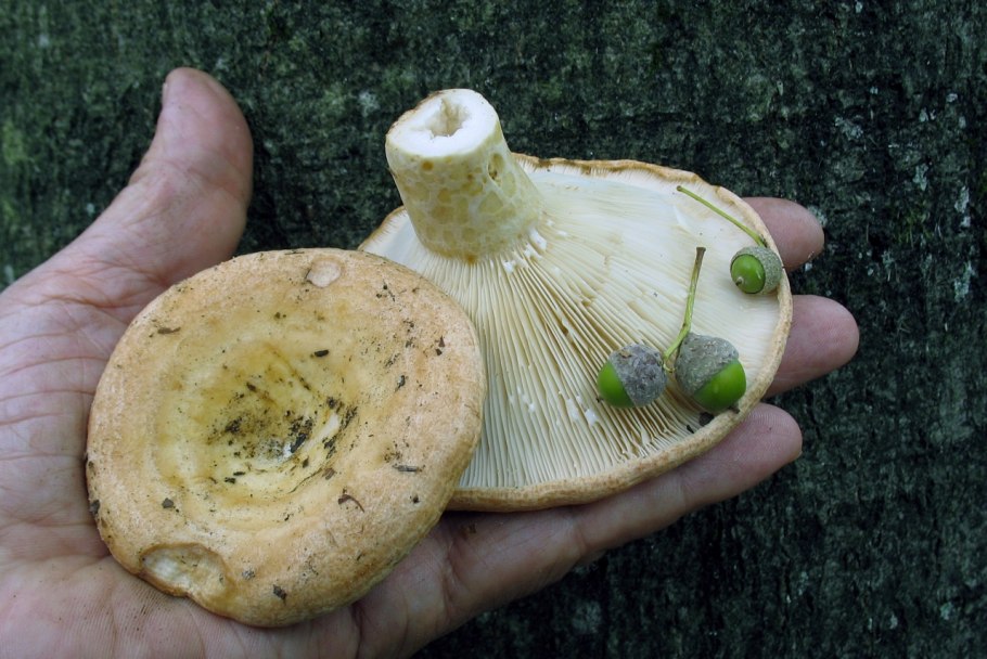 Перечный белый груздь