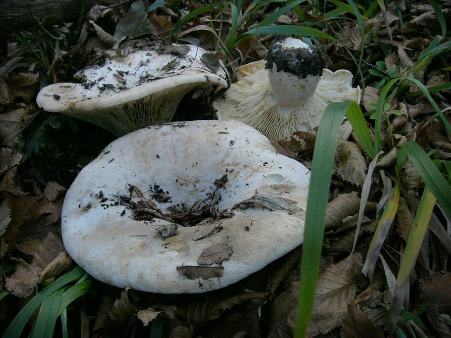 Скрипица волнушка белая