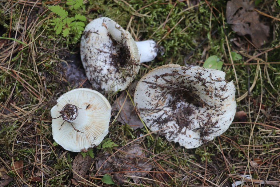 Russula delica (подгруздок белый)
